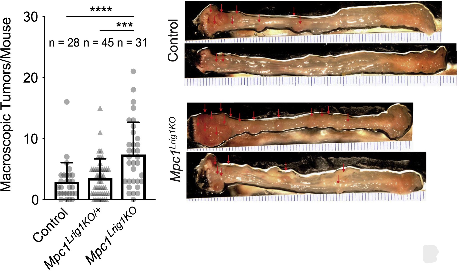 Cell Metabolism figure